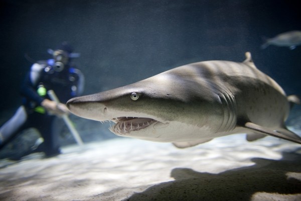 Sand Tiger shark with Diver